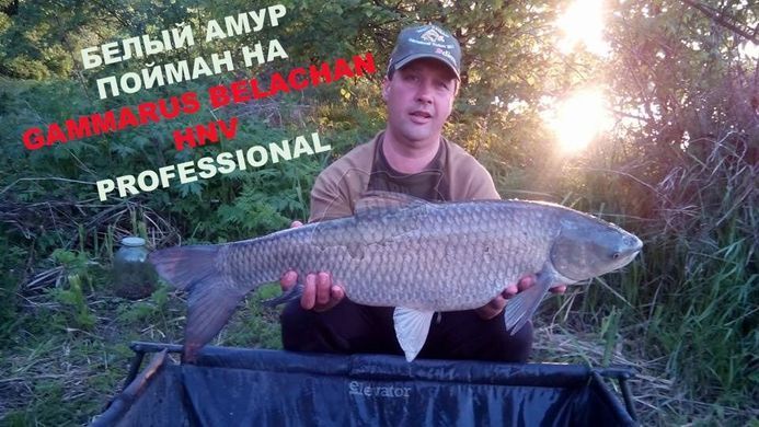 Бойлы CC Baits пылящие Professional Soluble Gammarus Belachan 20мм, 1кг