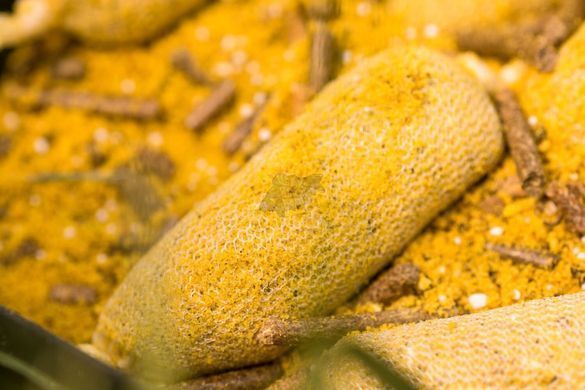 Стик микс CC Baits Stick Mix Honey, 500гр